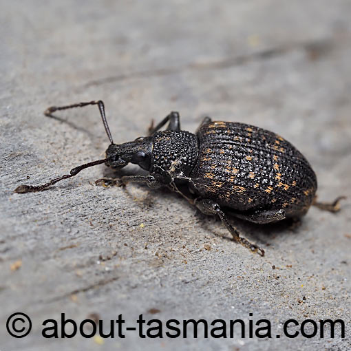Otiorhynchus sulcatus, Black Vine Weevil, Curculionidae, Tasmania