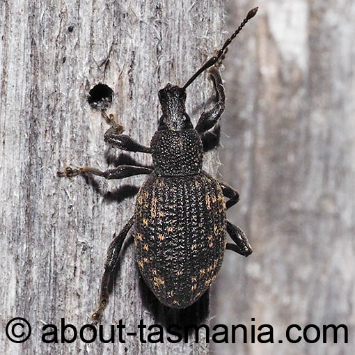 Otiorhynchus sulcatus, Black Vine Weevil, Curculionidae, Tasmania