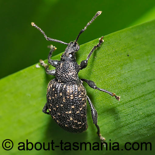 Otiorhynchus sulcatus, Black Vine Weevil, Curculionidae, Tasmania