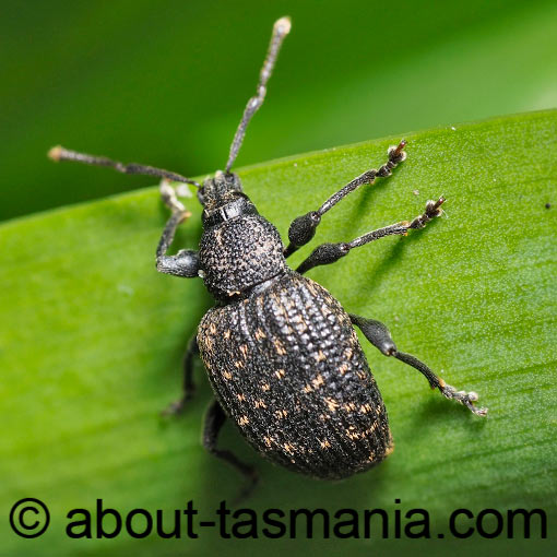 Otiorhynchus sulcatus, Black Vine Weevil, Curculionidae, Tasmania