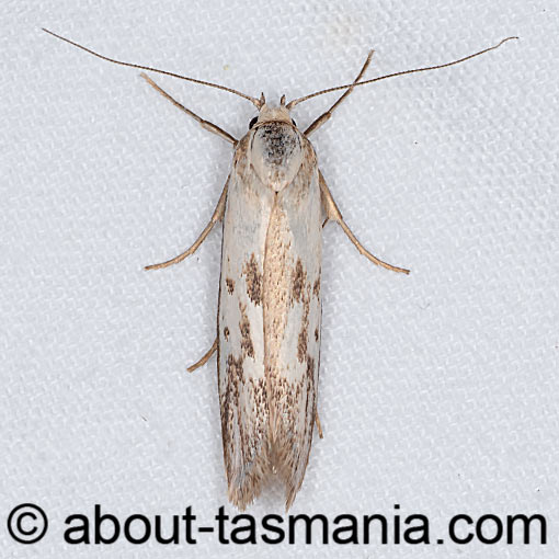 Philobota humerella, Oecophoridae, Tasmania, moth