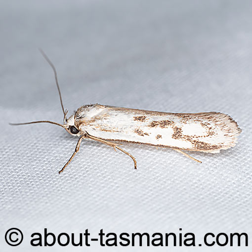 Philobota humerella, Oecophoridae, Tasmania, moth
