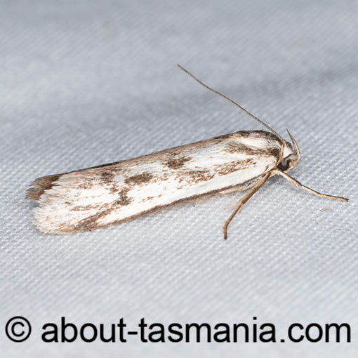 Philobota humerella, Oecophoridae, Tasmania, moth