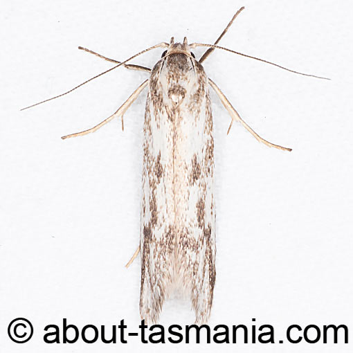 Philobota humerella, Oecophoridae, Tasmania, moth