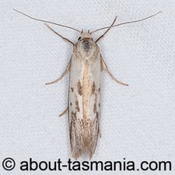 Philobota humerella