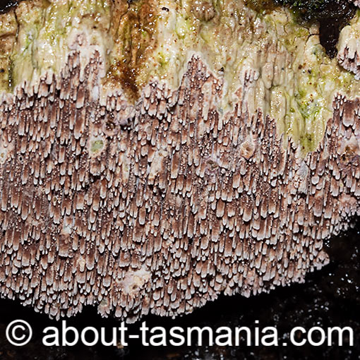 Phlebiopsis dregeana, fungi, Tasmania