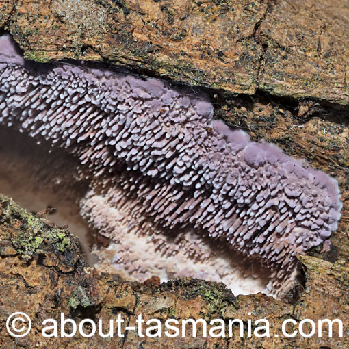 Phlebiopsis dregeana, fungi, Tasmania