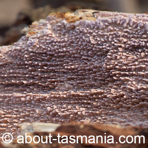 Phlebiopsis dregeana, fungi, Tasmania