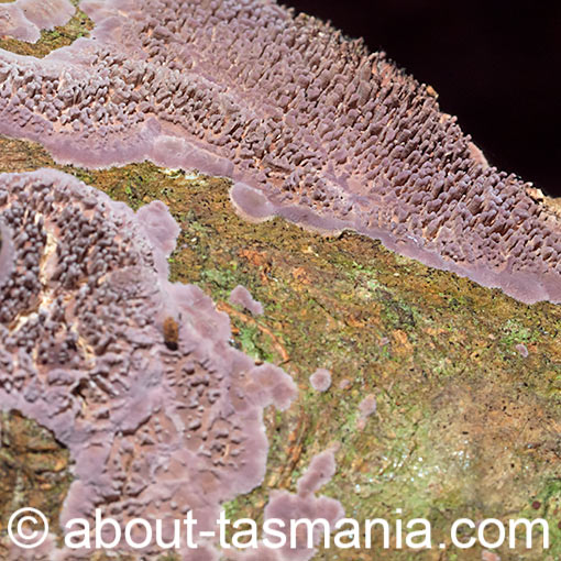 Phlebiopsis dregeana, fungi, Tasmania
