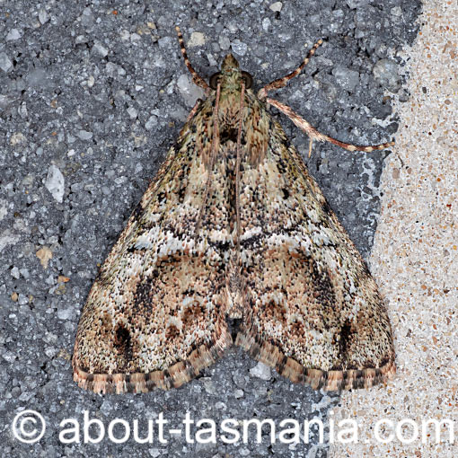 Salma marmorea, moth Pyralidae, Tasmania