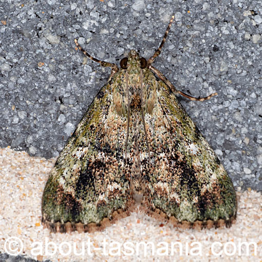 Salma marmorea, moth Pyralidae, Tasmania