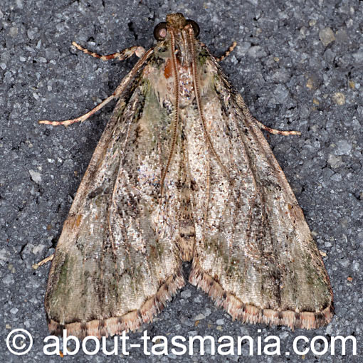 Salma marmorea, moth Pyralidae, Tasmania