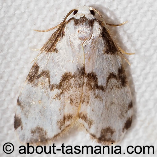Thallarcha epiostola, Arctiidae, moth, Tasmania