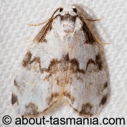 Thallarcha epiostola