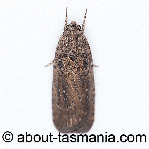 Athetis tenuis, Noctuidae, Tasmania, moth