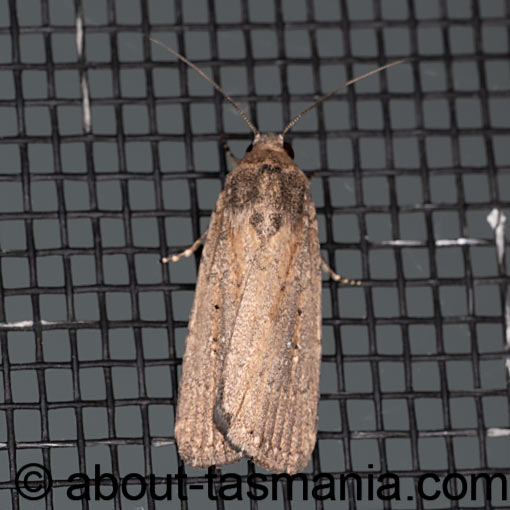 Athetis tenuis, Noctuidae, Tasmania, moth