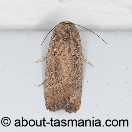 Athetis tenuis, Noctuidae, Tasmania, moth