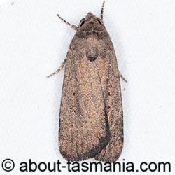 Athetis tenuis
