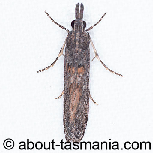 Crocydopora cinigerella, Pyralidae, moth, Tasmania