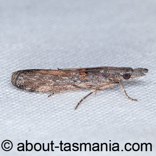 Crocydopora cinigerella, Pyralidae, moth, Tasmania