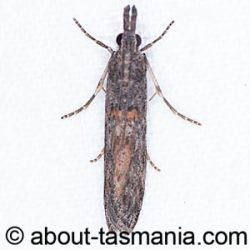 Crocydopora cinigerella