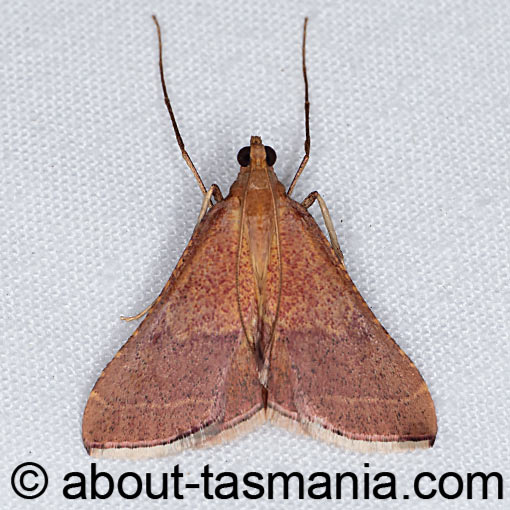 Endotricha pyrosalis, Pyralidae, moth, Tasmania