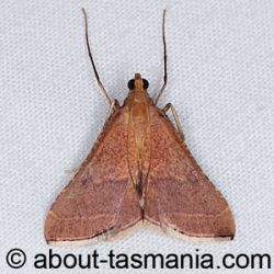 Endotricha pyrosalis