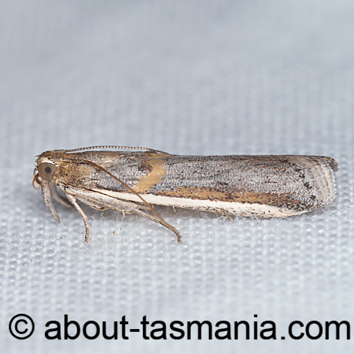 Etiella behrii, Small Tabby, Pyralidae, moth, Tasmania