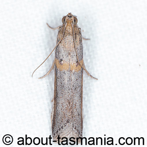 Etiella behrii, Small Tabby, Pyralidae, moth, Tasmania