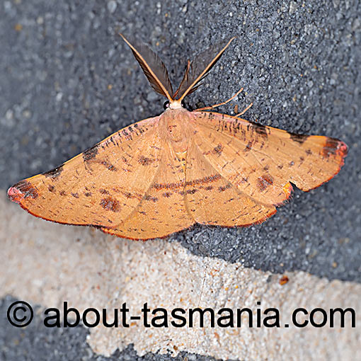 Onycodes traumataria, Small Twisted-Moth, Geometridae, Tasmania