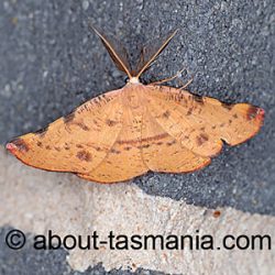 Onycodes traumataria