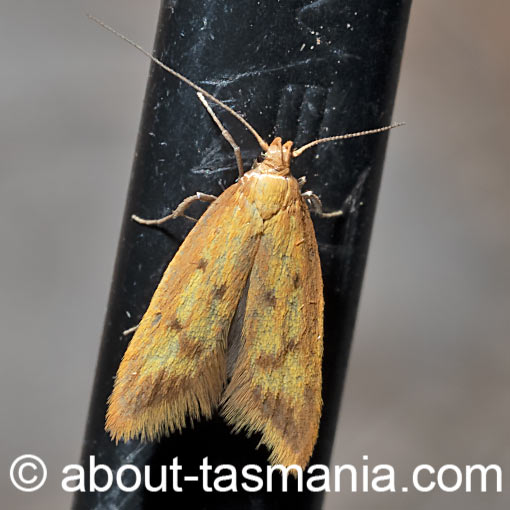 Aeolothapsa isarithma, Oecophoridae, Tasmania, moth