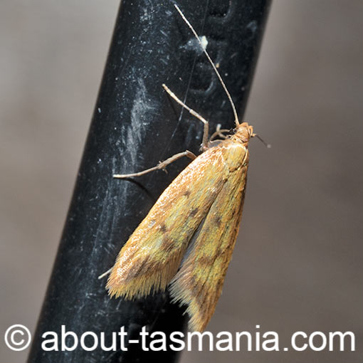 Aeolothapsa isarithma, Oecophoridae, Tasmania, moth