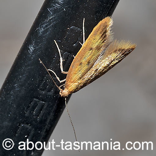 Aeolothapsa isarithma, Oecophoridae, Tasmania, moth