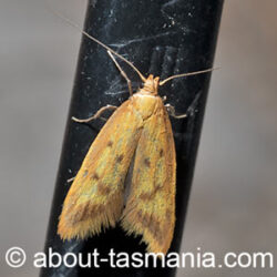 Aeolothapsa isarithma