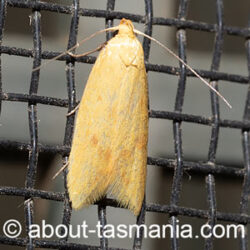 Aeolothapsa malacella
