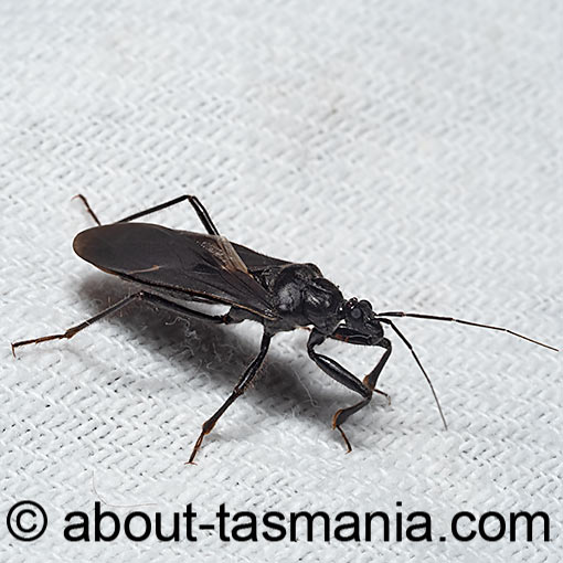 Brachysandalus fuliginosus, Assassin Bug, Reduviidae, Tasmania