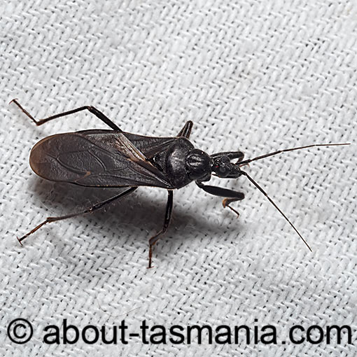Brachysandalus fuliginosus, Assassin Bug, Reduviidae, Tasmania