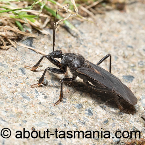 Brachysandalus fuliginosus, Assassin Bug, Reduviidae, Tasmania