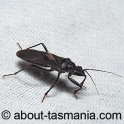 Brachysandalus fuliginosus