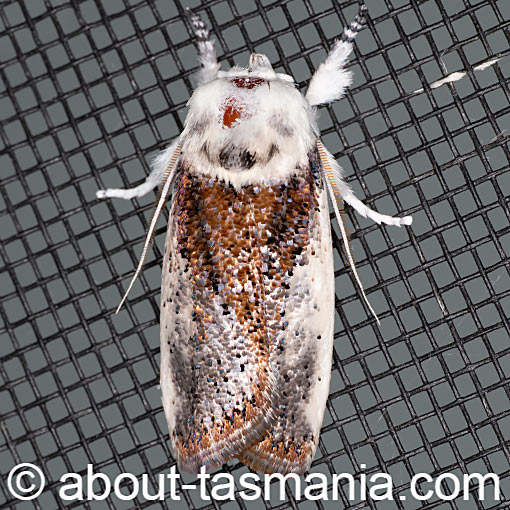 Cryptophasa albacosta, moth, Xyloryctidae, Tasmania