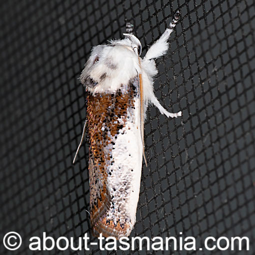 Cryptophasa albacosta, moth, Xyloryctidae, Tasmania