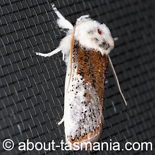 Cryptophasa albacosta, moth, Xyloryctidae, Tasmania