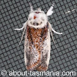 Cryptophasa albacosta