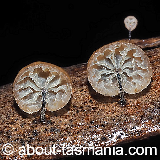 Marasmius alveolaris, fungi, Tasmania