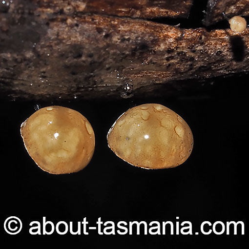 Marasmius alveolaris, fungi, Tasmania