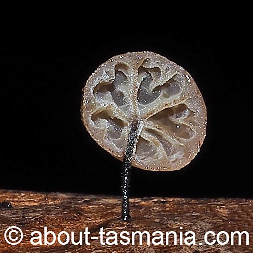 Marasmius alveolaris, fungi, Tasmania
