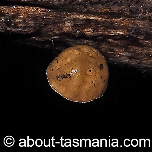 Marasmius alveolaris, fungi, Tasmania