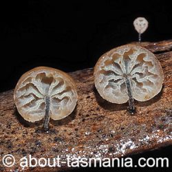 Marasmius alveolaris