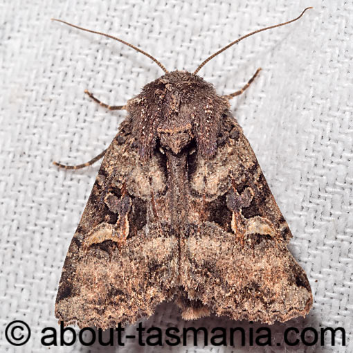 Neumichtis mesophaea, moth, Tasmania